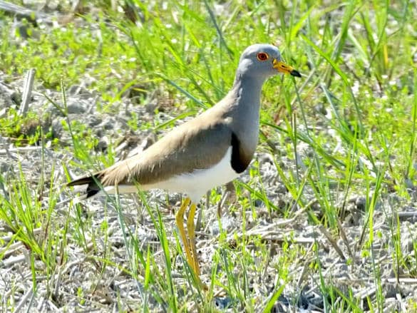 動物図鑑・ケリ